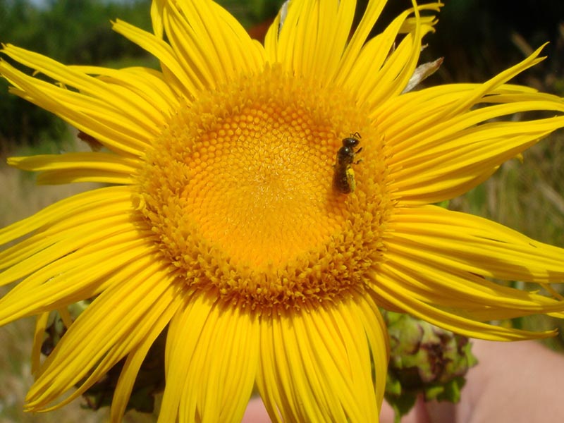 Inula magnifica photo
